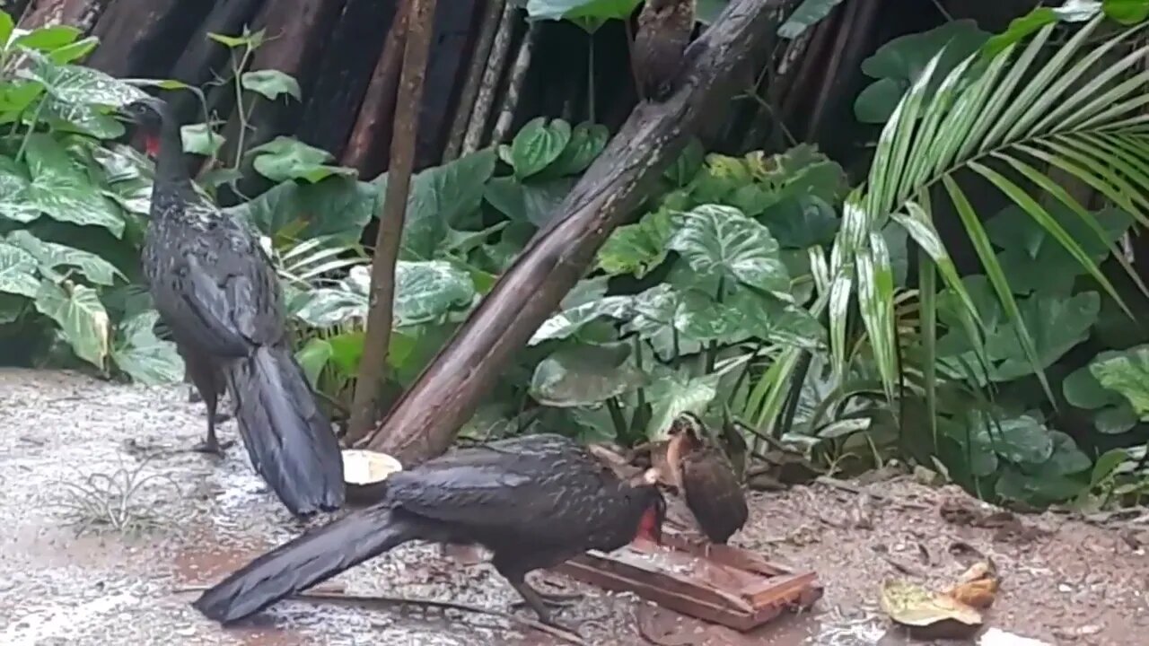 Jacu e seus filhotes na chuvas