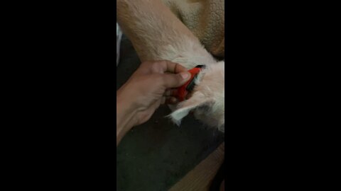 Lilly’s New LED Collar
