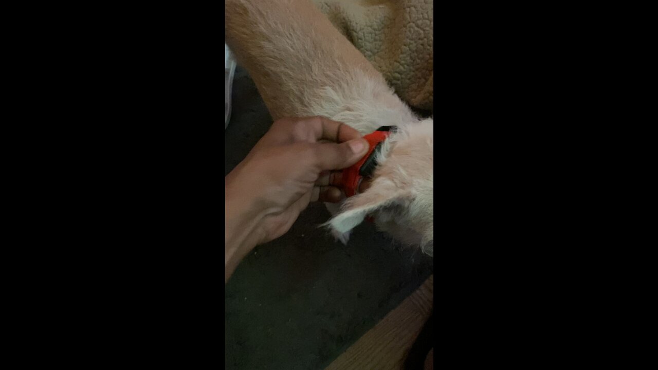 Lilly’s New LED Collar