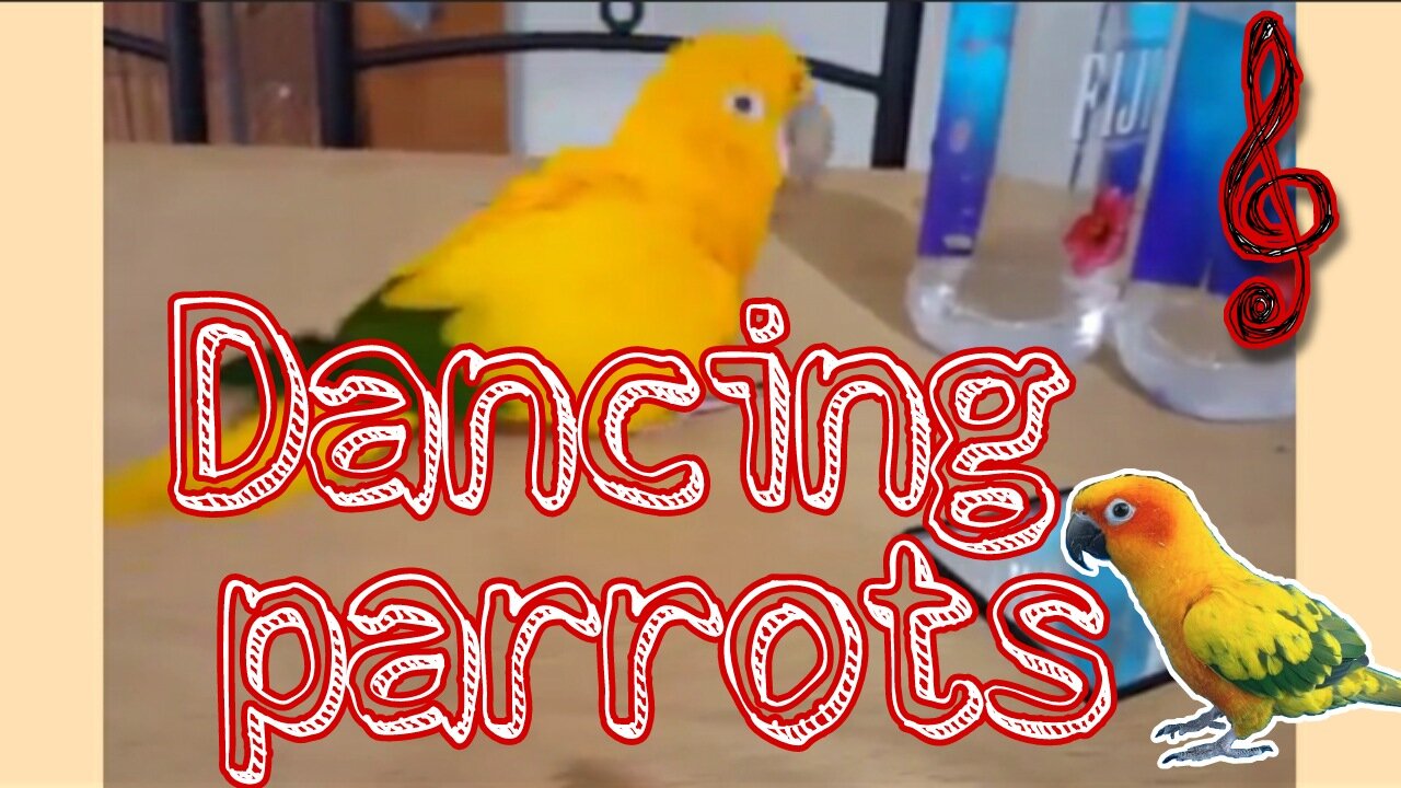 Dancing Parrots 2021🦜