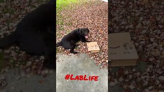 #Labrador enjoying fall. #Shorts, #shortsvideo