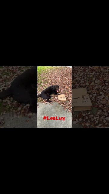 #Labrador enjoying fall. #Shorts, #shortsvideo