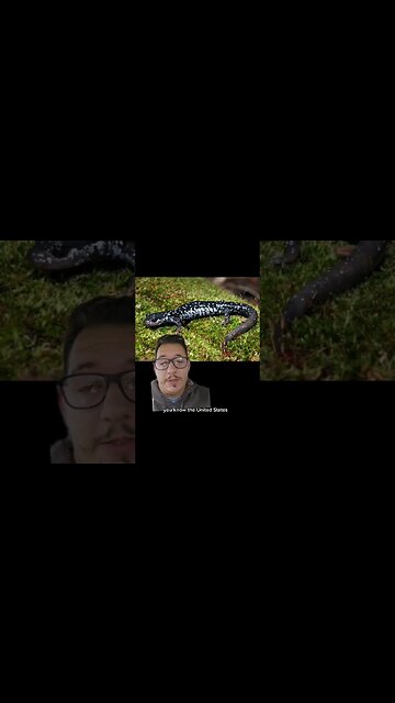 This salamander is only found in Oklahoma