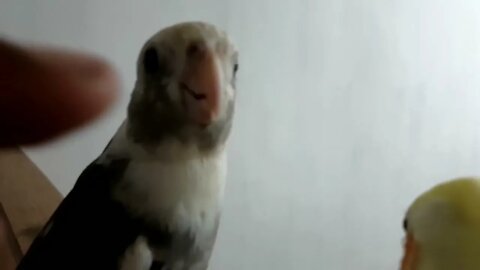 4K HDR Video – Beautiful Lovebird | Budgies and Cockatiel Birds Playing and Feeding-6