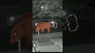 A Farting Boar Visits #Shorts 😎