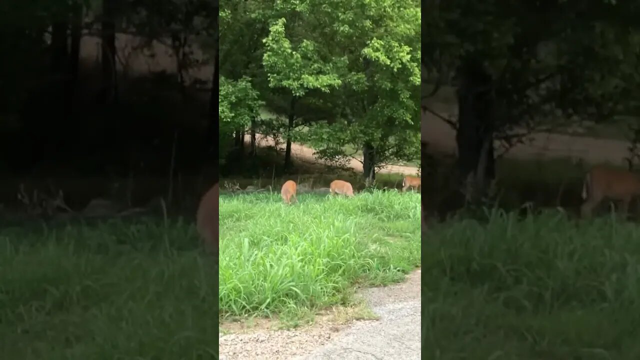 Just another Saturday in Holiday Island, Arkansas