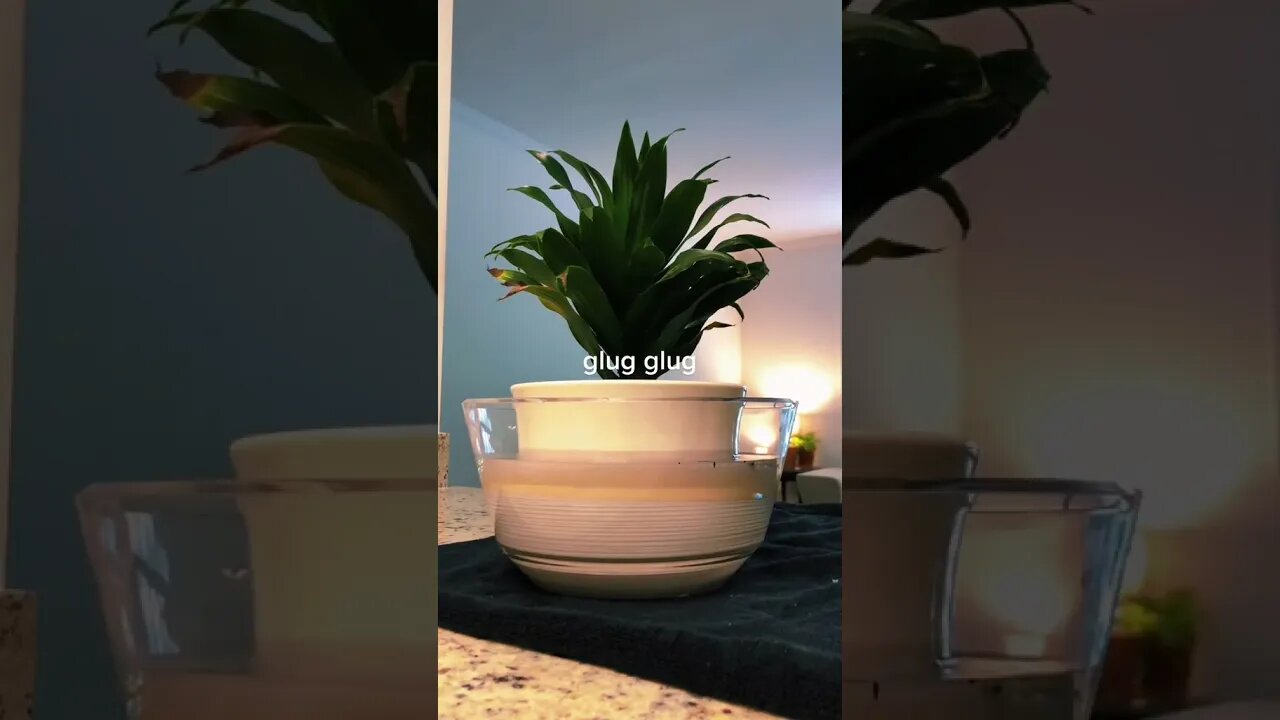 Thirsty Plants tiktok heartoplants