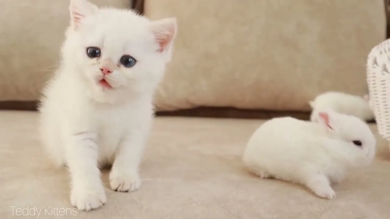 White kitten and white tiny bunnies 🐰 | It's so Сute! 🥰