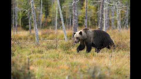 Close Man & Bear Encounter