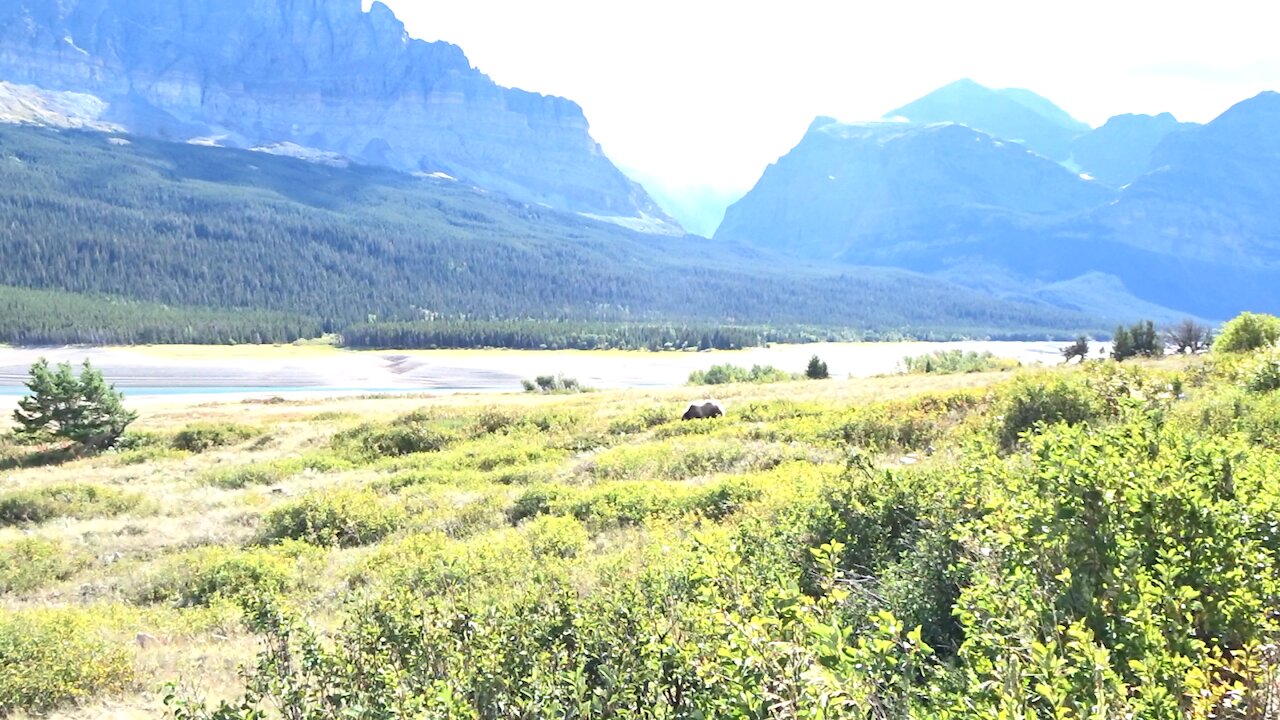 Grizzly bear at many glacier in glacier national Park