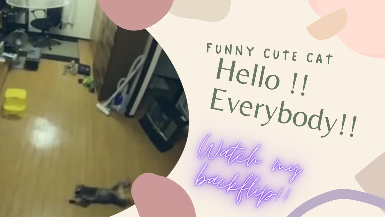 FUNNY CUTE CAT! WATCH MY BACKFLIP