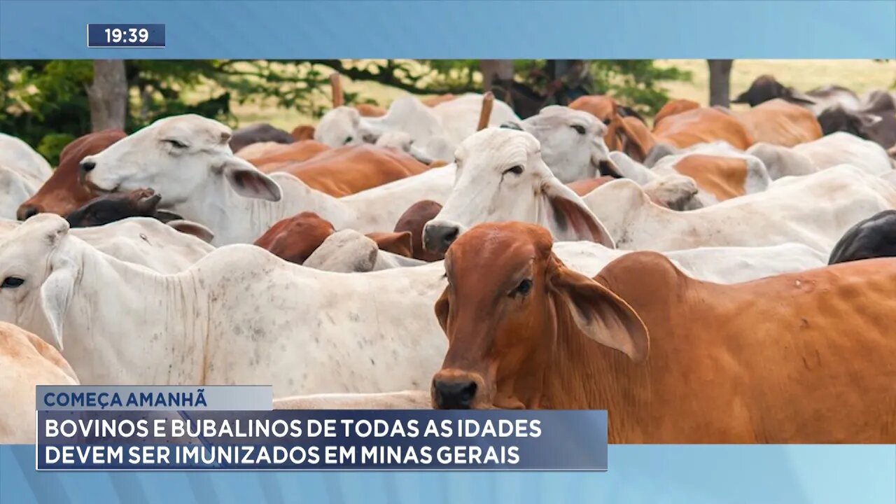 Começa Amanhã: Bovinos e Bubalinos de todas as Idades devem ser imunizados em Minas Gerais.