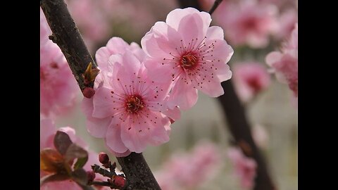 Fiori Rosa 🌸 Fiori di Pesco