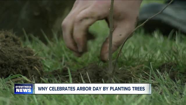 Putting the Chestnut back in Chestnut Ridge Park