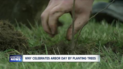 Putting the Chestnut back in Chestnut Ridge Park