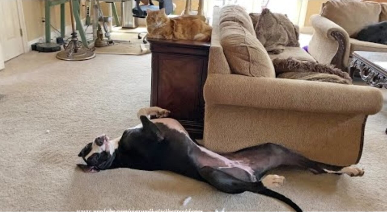 Laid Back Great Dane Relaxes Before Playing With The Cat