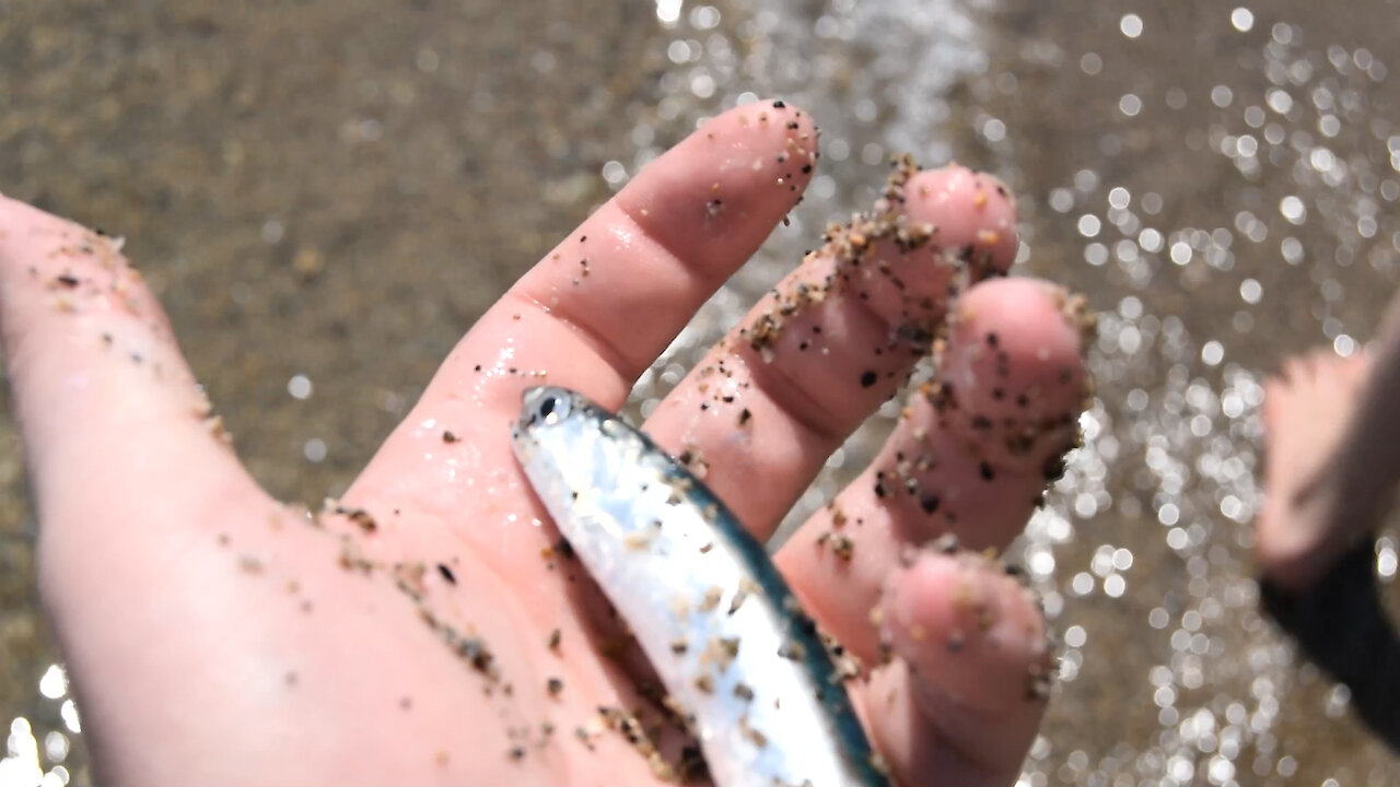 Fish jumps ashore