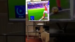 ⚽️CONFUSÃO NA CABEÇA DO CACHORRO