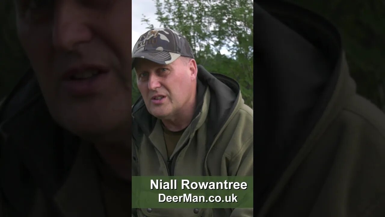 Niall Rowantree explains the changes that are underway for #deer across #Scotland. #hunting