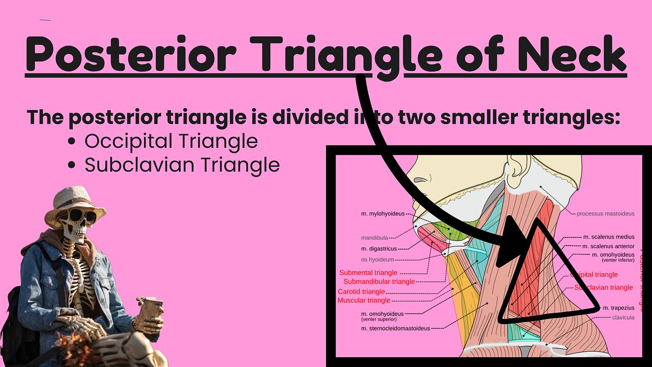 Anatomy of the Posterior Triangle of the Neck and Its Subdivisions | Novice Medic