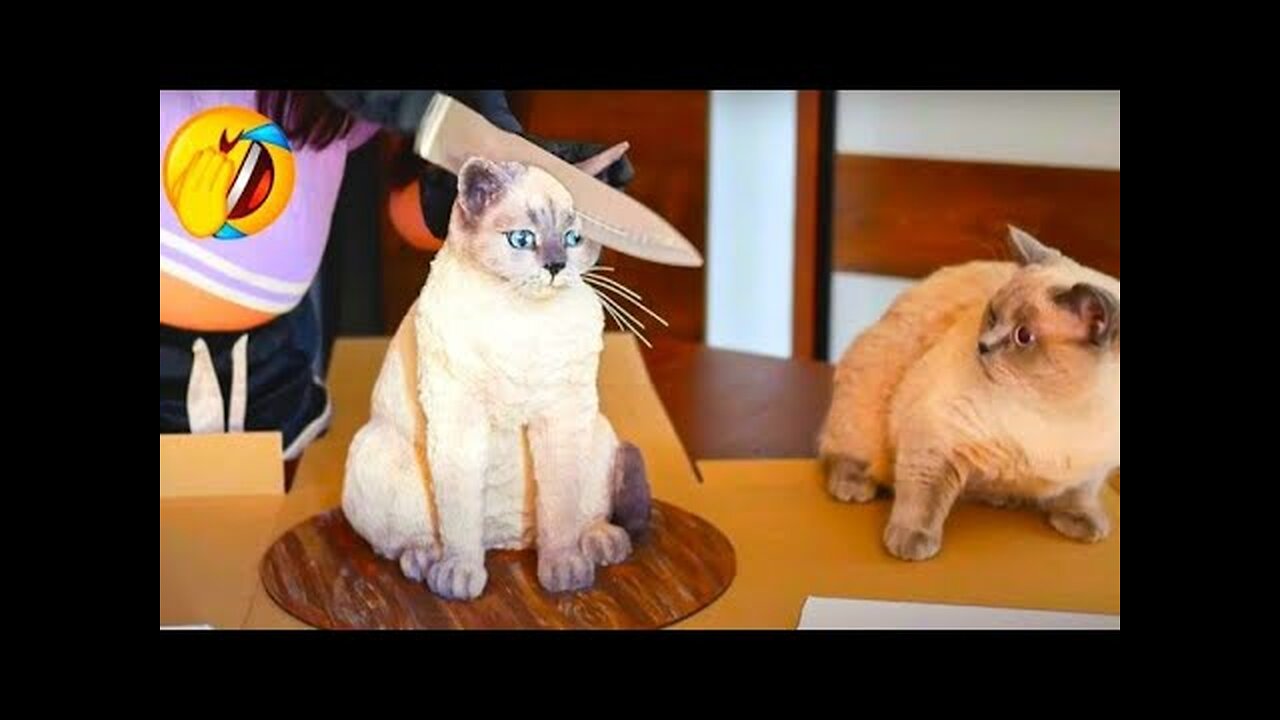 Funny Animals Videos 2022