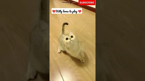 Playful kitty 🥰💕#shorts #catvideos #catlovers #cute #funny