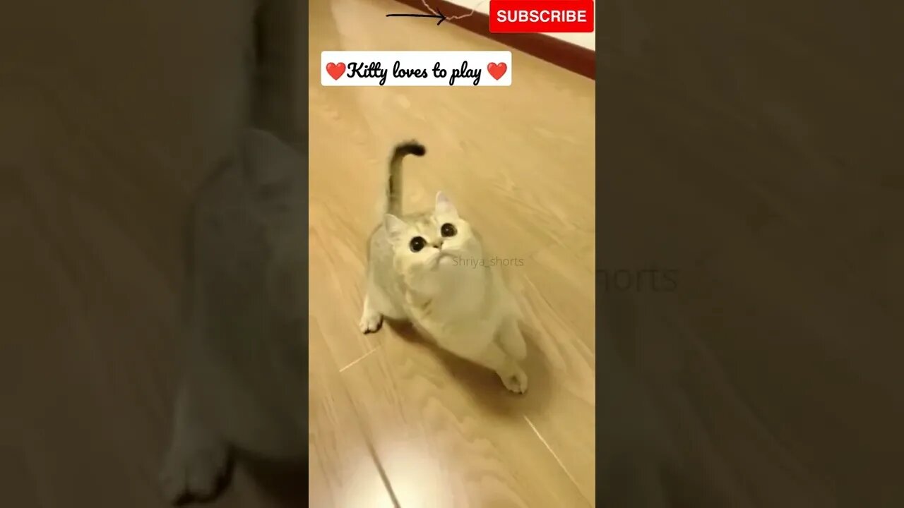 Playful kitty 🥰💕#shorts #catvideos #catlovers #cute #funny