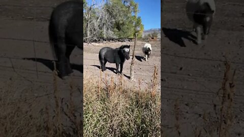 Really Cool Donkey In Colorado