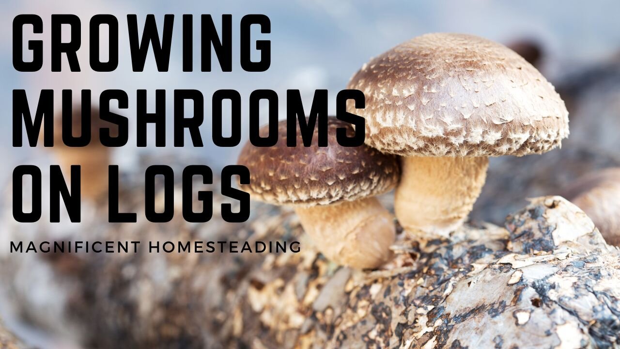 How to Grow Mushrooms on Logs