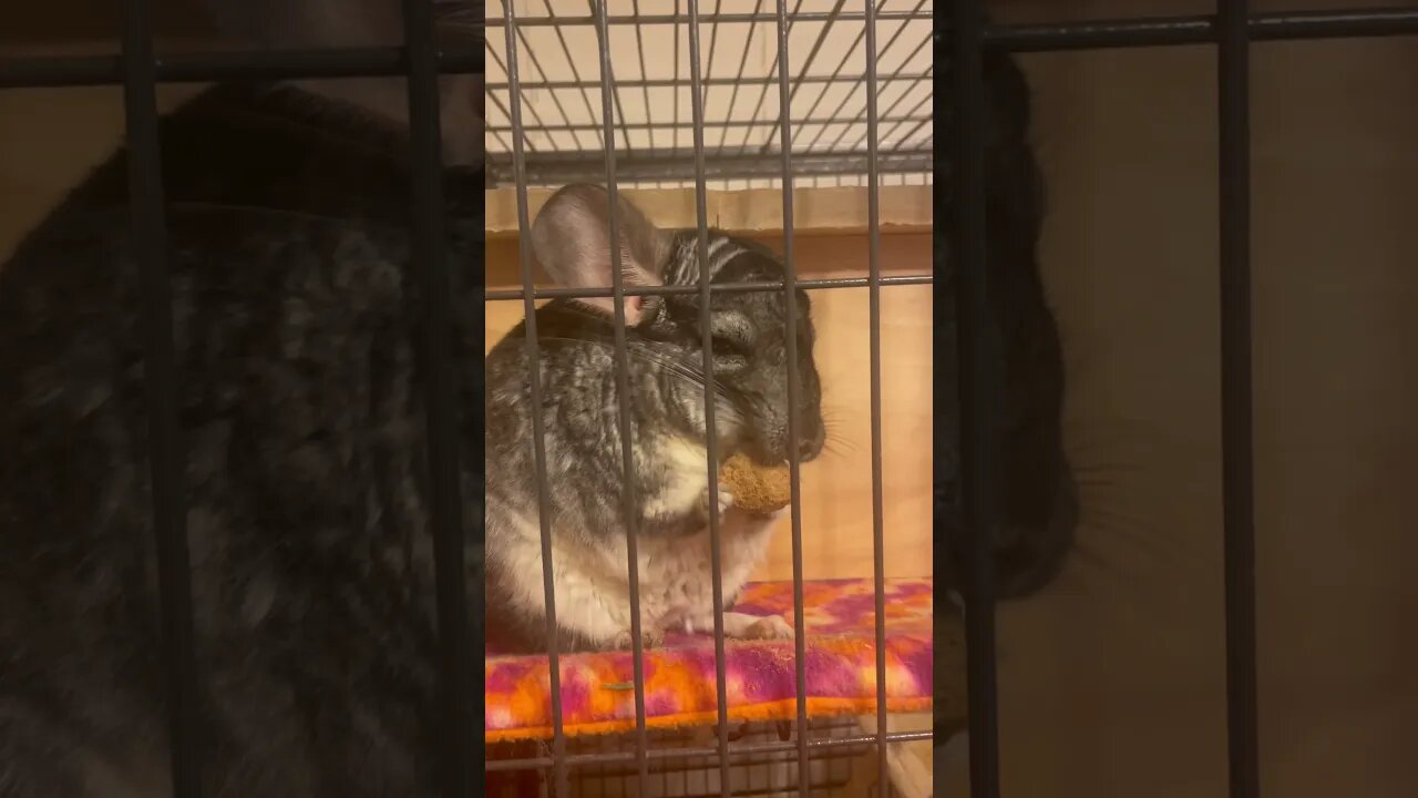 Chinchillas Love Snacks.