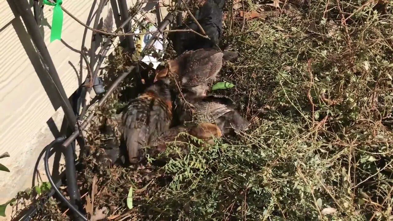 Baby Chicks Enjoying a Dust Bath!