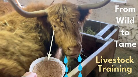 How I Butter Up My Cows