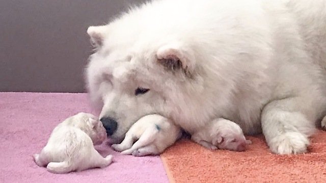 Newborn Samoyed Puppies