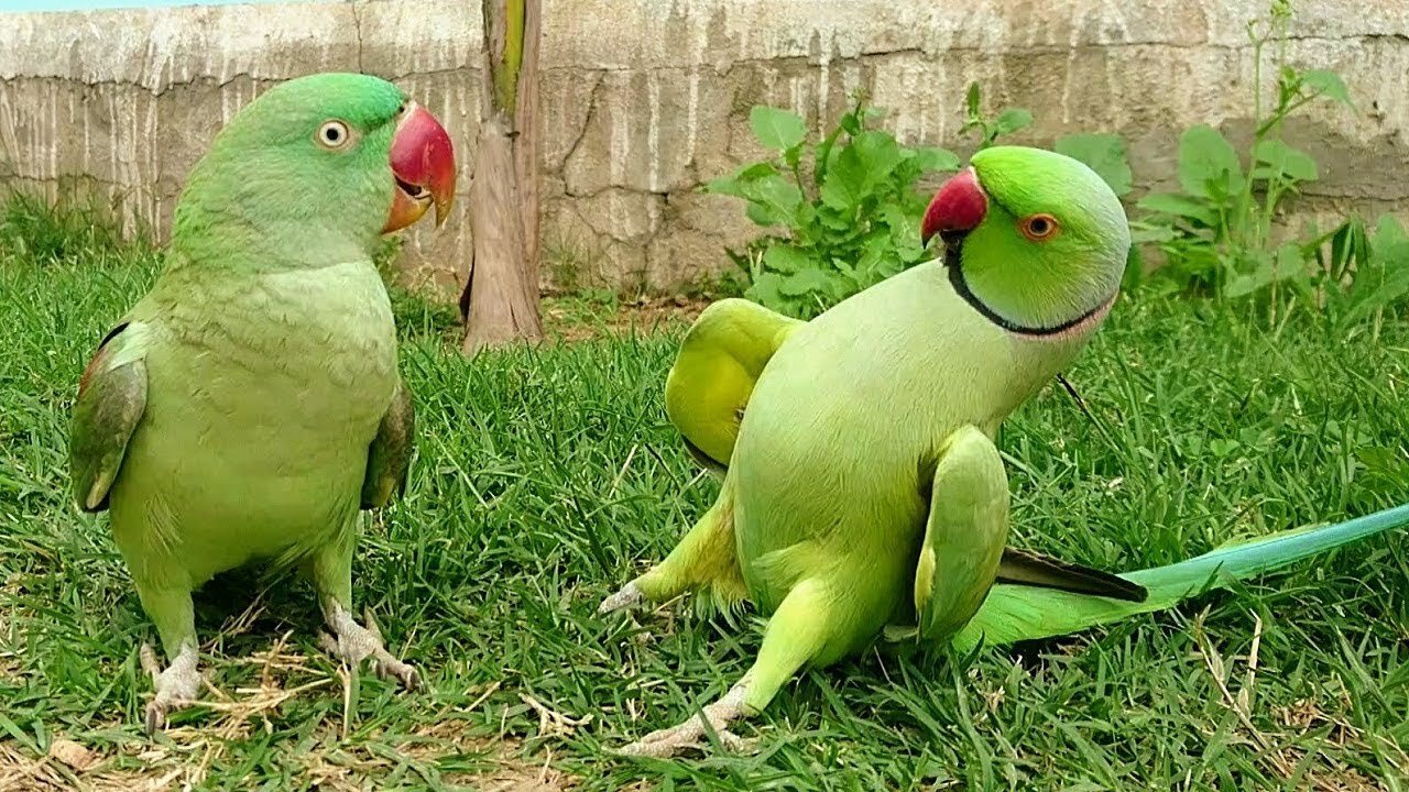 Parrots Talking Each Other