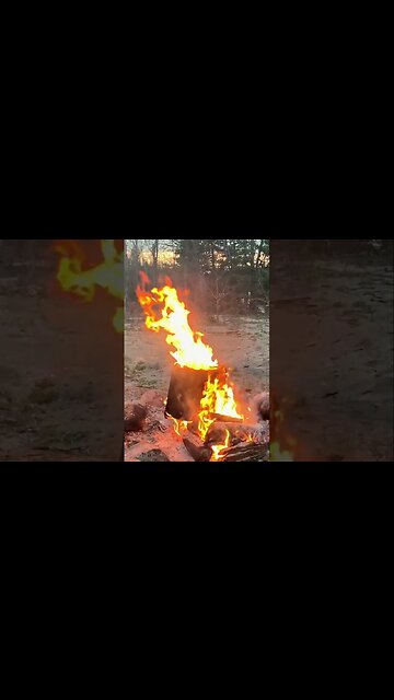 Spellbinding campfire burning out a hollow log
