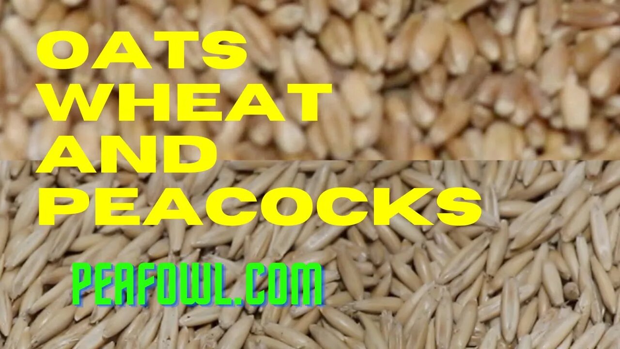 Oats And Wheat And Peacocks, Peacock Minute, peafowl.com