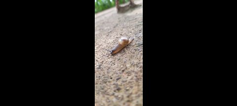 Amazing creature