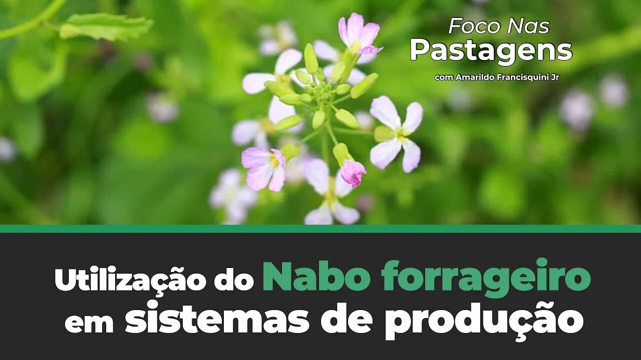 Saiba mais sobre a Utilização do Nabo forrageiro em sistemas de produção.