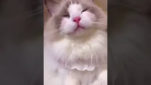 Adorable Cat MEOWING #cats #cutecatshorts #cats