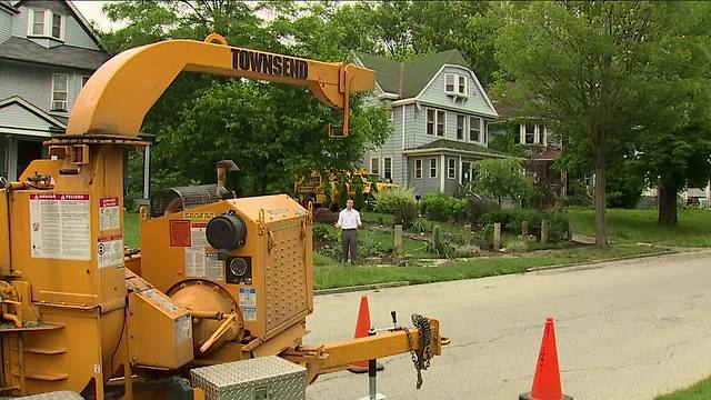 Nuisance tree gets the ax