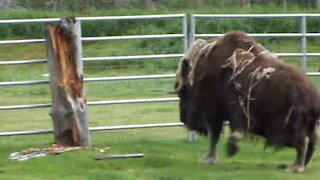 Bisonte furioso si scaglia contro un tronco d'albero