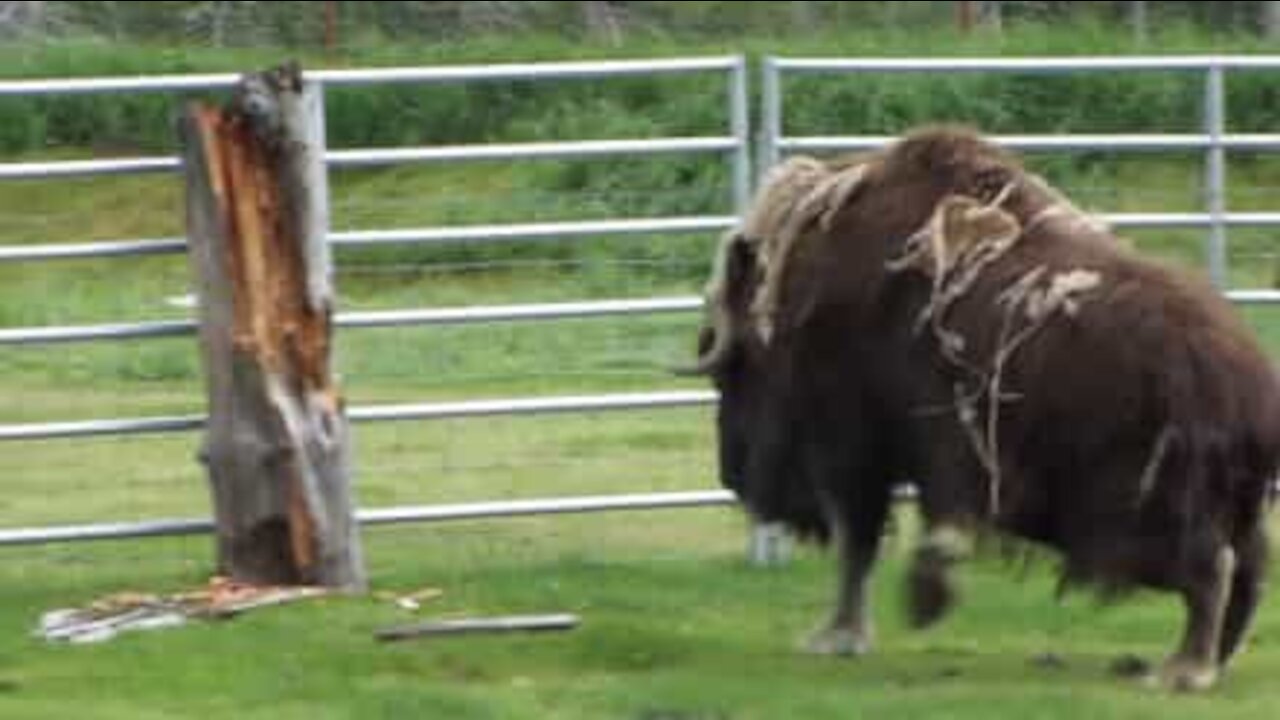 Bisonte furioso si scaglia contro un tronco d'albero