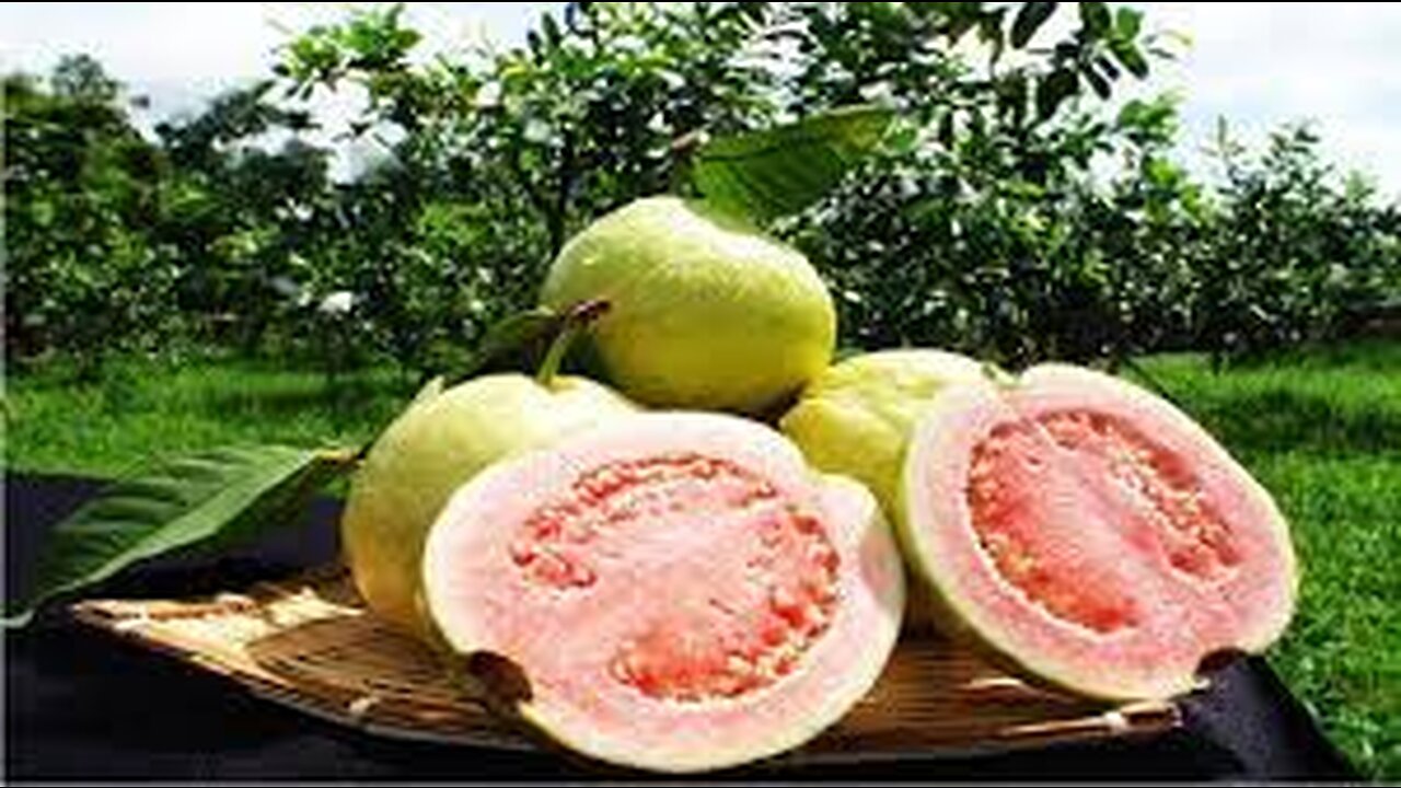 Organic Guava Cultivation Technology - Guava Farming And Harvest