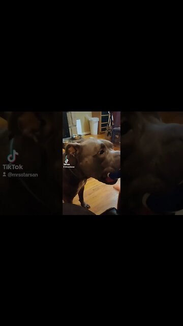 Just A Dog And His Ball