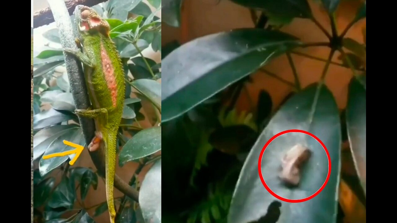 Garden Lizard will give birth to a child