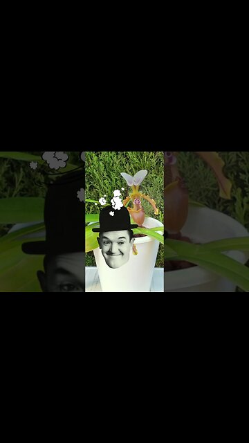 🤪 COMEDY GOLD 🤣 The Many Spicy Faces of a Paphiopedilum #ninjaorchids #shorts #comedy #orchids