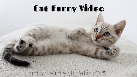 Cat funny video | muhamadbahri95