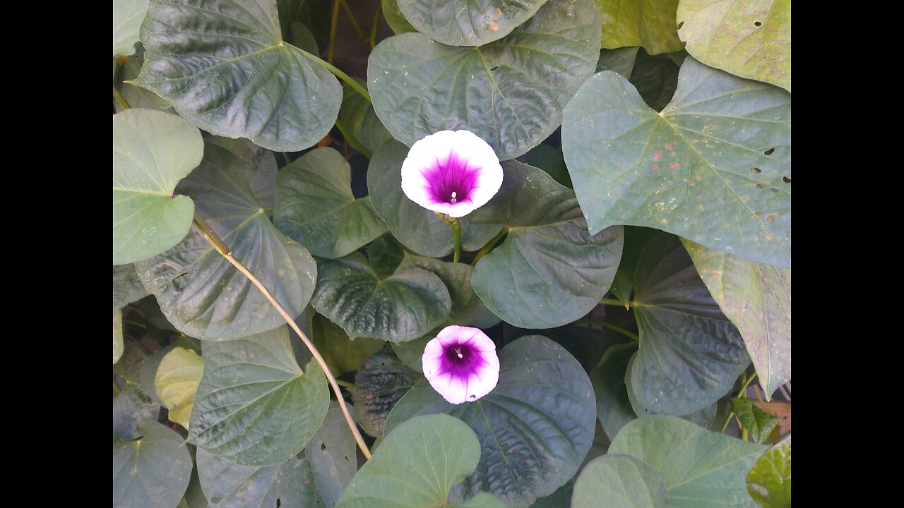 Growing Sweet Potatoes Vertically 8/10/24