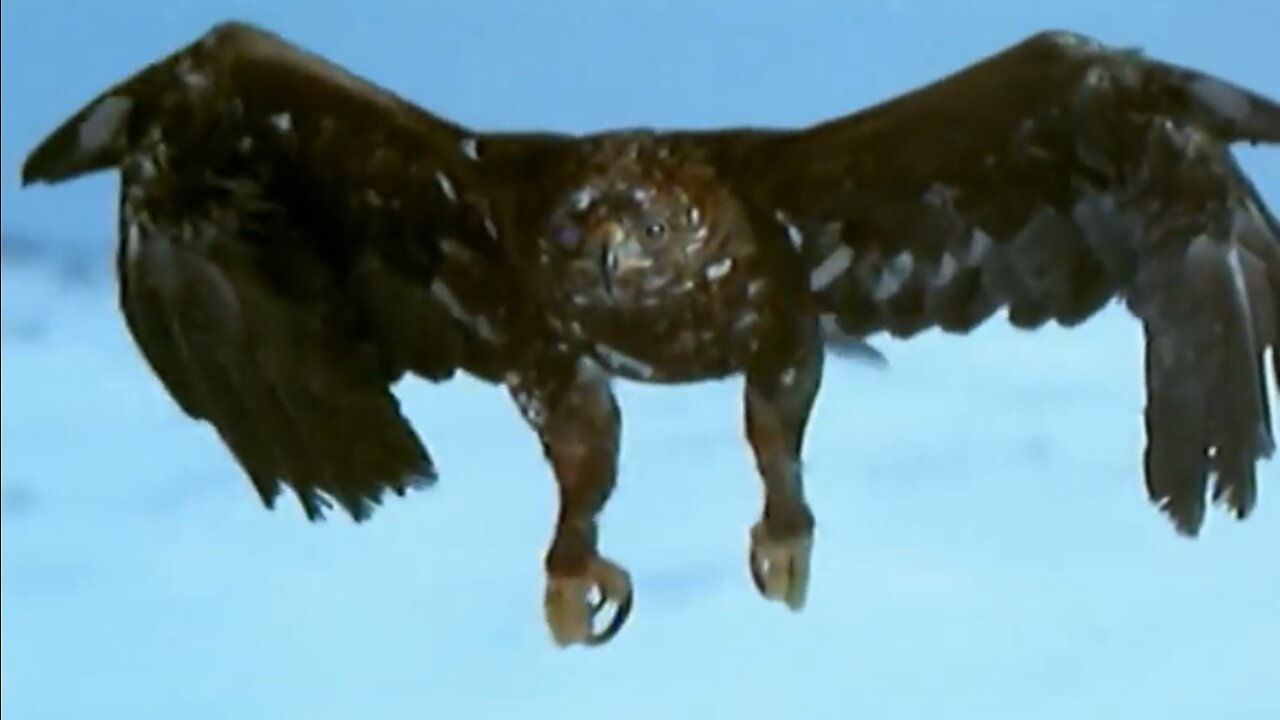 Documentary: Birds of Prey - Hunters of the Sky - Natures Airforce