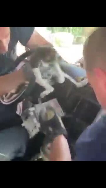 TFD crews rescue kitten stuck behind car dashboard